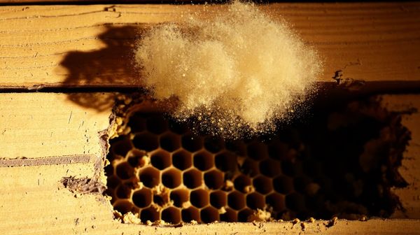 Tarifs et techniques pour l'éradication des nids de frelons