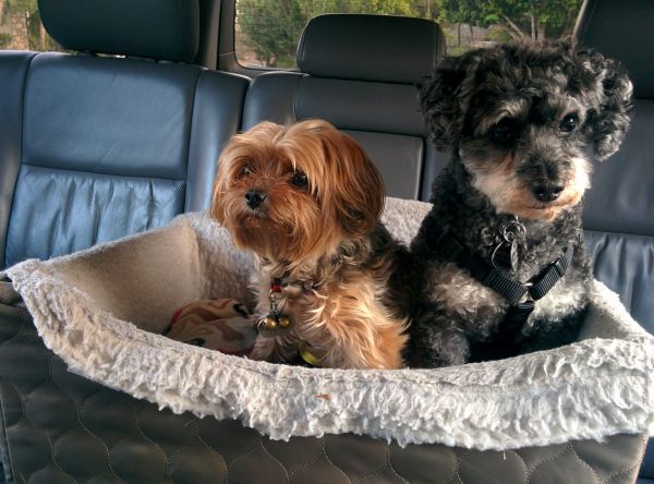 Top recommandations pour un coussin sécuritaire en voiture pour chien